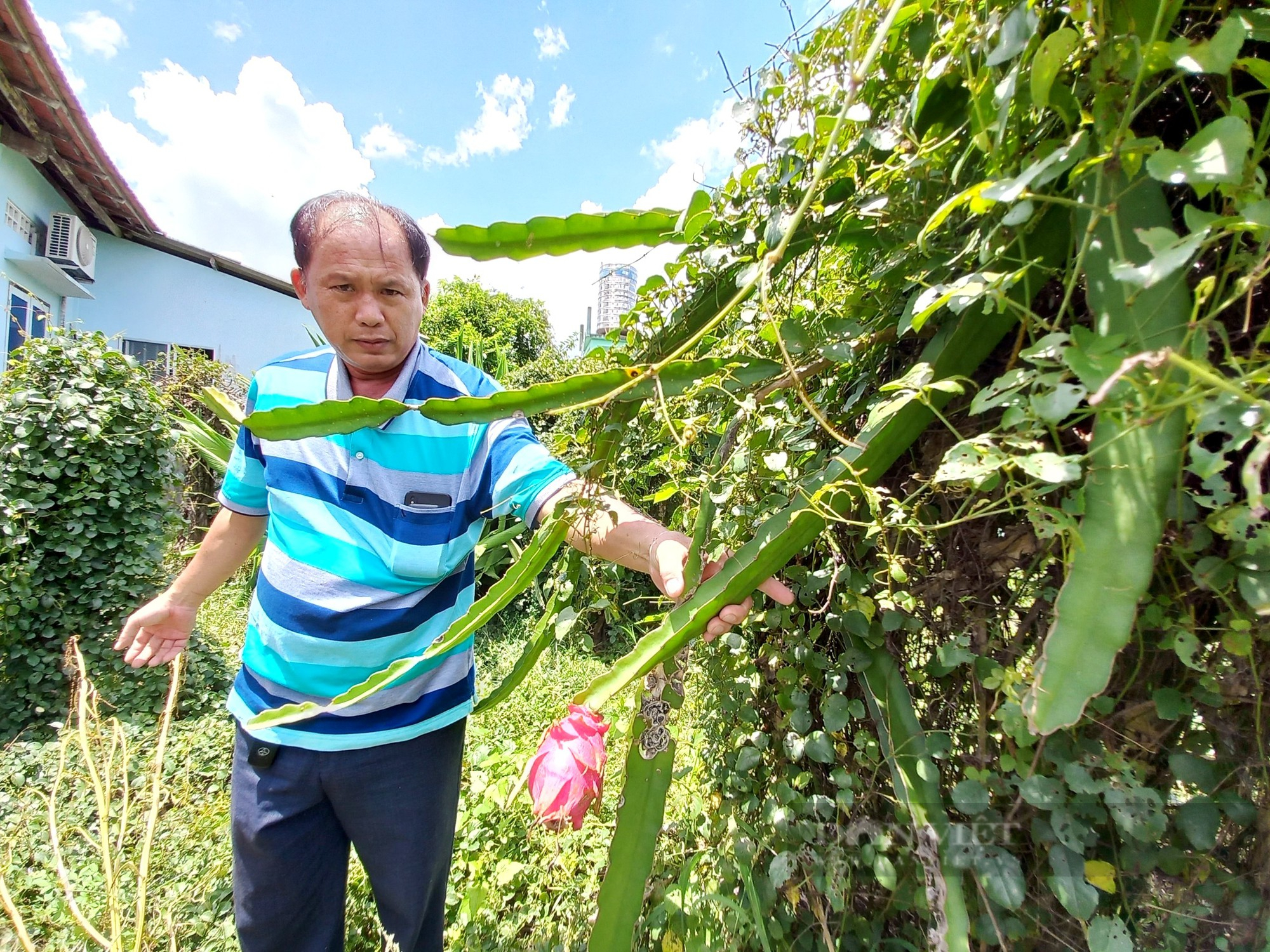 Vụ bảo hộ giống thanh long ruột đỏ LD1, Sở NNPTNT Long An khẳng định: Làm đúng luật - Ảnh 1.