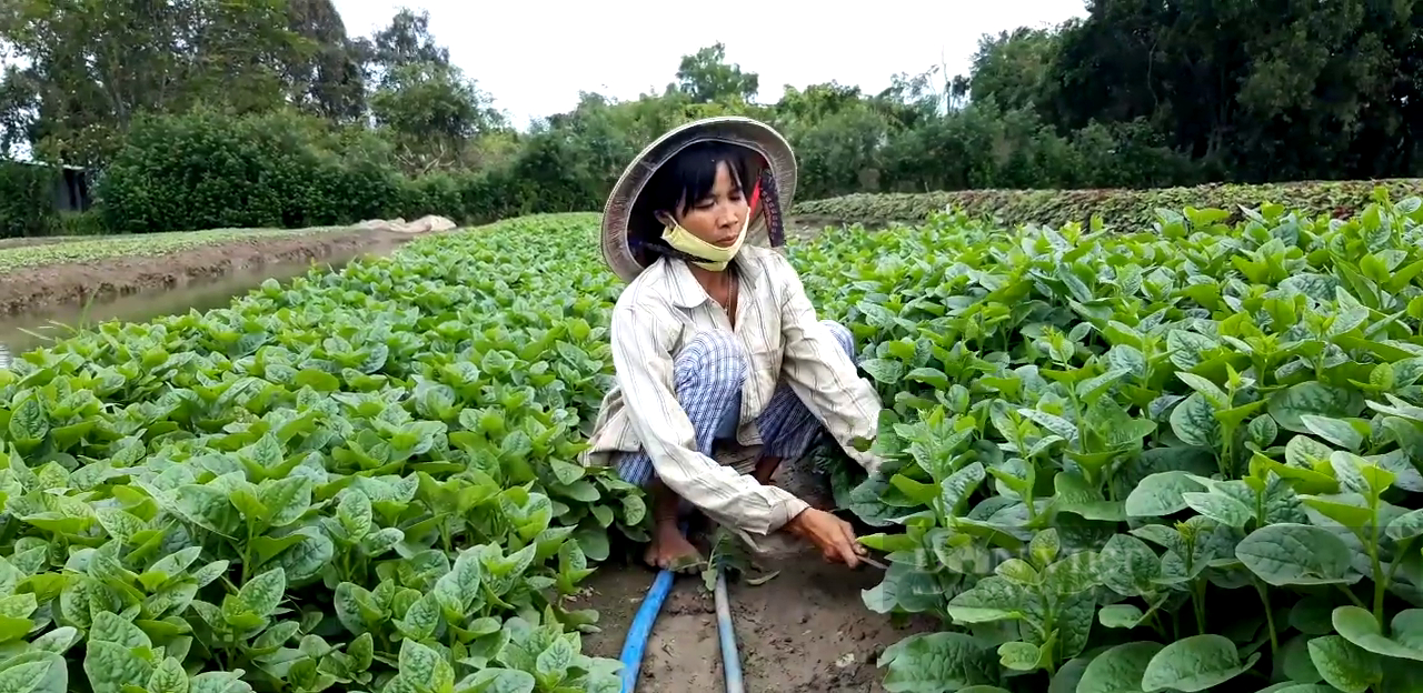 TP.HCM: HTX buôn bán ế ẩm, ngành nông nghiệp chạy lo đổ vốn  - Ảnh 3.