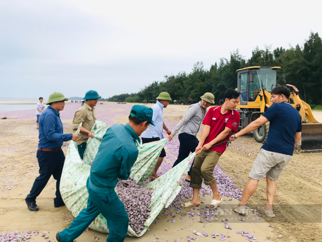 Nguyên nhân khiến hàng ngao chết hàng loạt trôi dạt vào bờ biển Thanh Hóa - Ảnh 2.