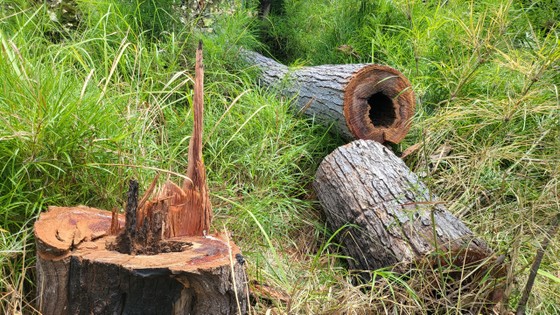 Gia Lai: Làm rõ vụ phá 6 ha rừng tại Kông Chro - Ảnh 1.