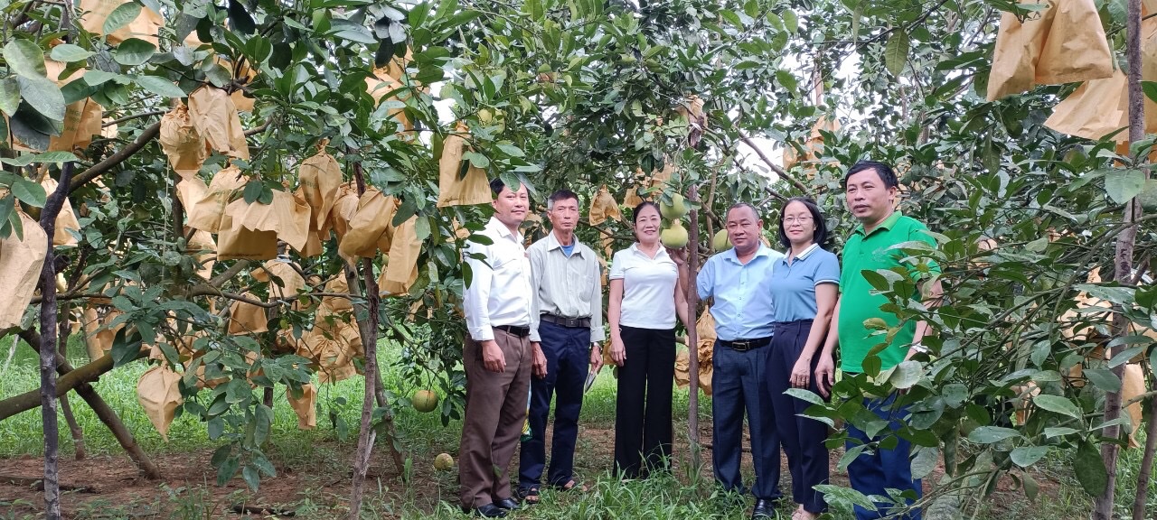 Hà Tĩnh: Những vườn bưởi Phúc Trạch đặc sản sai trĩu quả nhờ bón phân Lâm Thao hợp lý  - Ảnh 4.