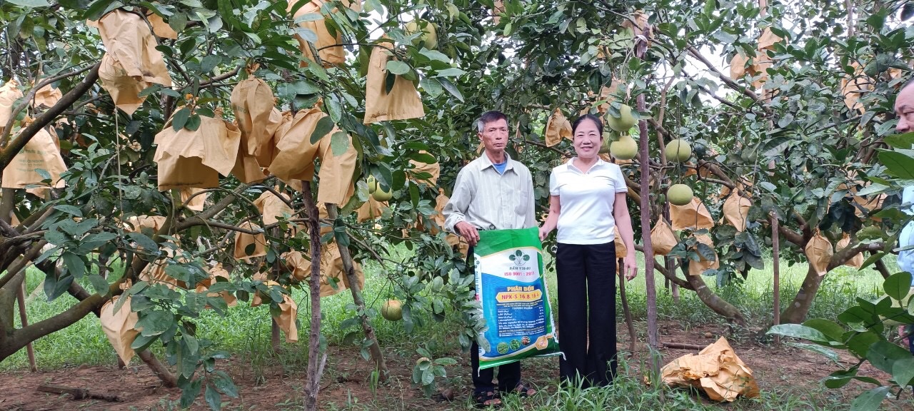 Hà Tĩnh: Những vườn bưởi Phúc Trạch đặc sản sai trĩu quả nhờ bón phân Lâm Thao hợp lý  - Ảnh 1.