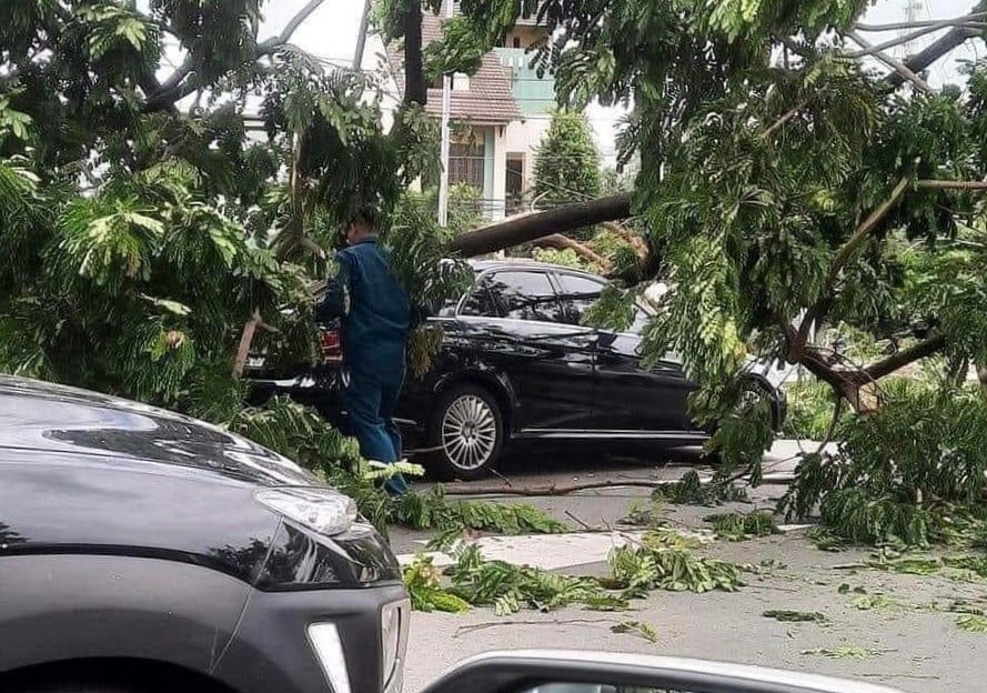 TP.HCM: Nhiều cây me bật gốc đè lên những ô tô đắt tiền, ai chịu trách nhiệm? - Ảnh 3.