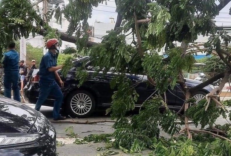 TP.HCM: Nhiều cây me bật gốc đè lên những ô tô đắt tiền, ai chịu trách nhiệm? - Ảnh 1.