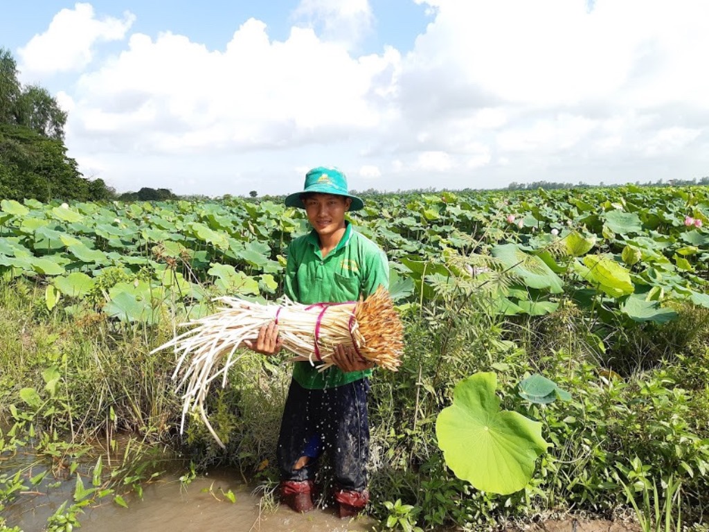 Trồng sen lấy ngó, lấy gương dễ bán, nông dân giỏi ở An Giang dễ kiếm tiền - Ảnh 1.