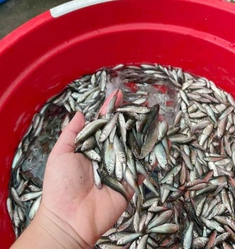 Cá linh non đầu mùa nước nổi miền Tây bán ngót 300.000 vẫn hút hàng - Ảnh 1.