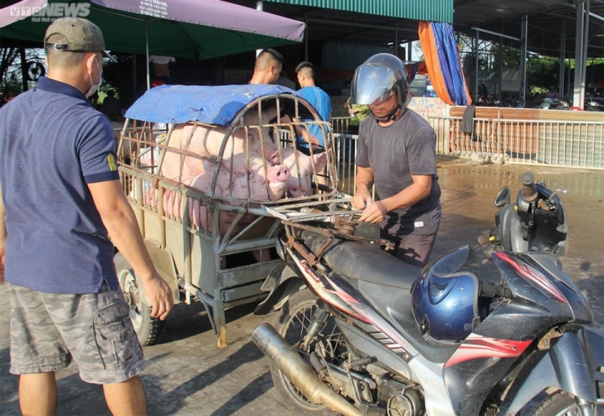 Người chăn nuôi không tái đàn, nỗi lo khủng hoảng thị trường heo hơi - Ảnh 2.