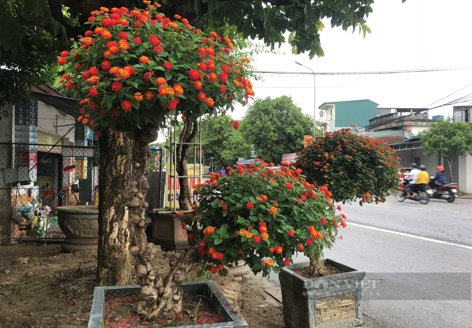 Loài hoa dại &quot;biến hình&quot; thành cây cảnh hạng sang bán cả chục triệu đồng - Ảnh 2.
