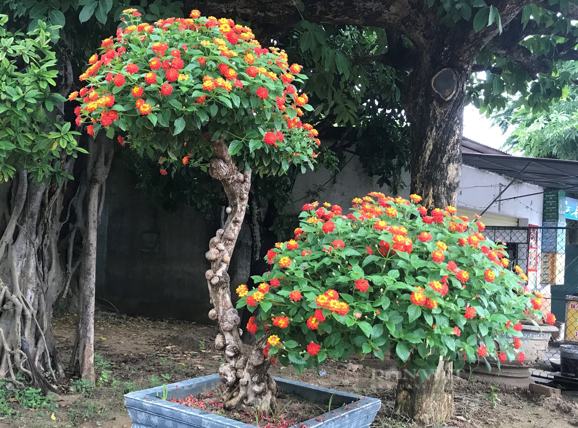 Loài hoa dại &quot;biến hình&quot; thành cây cảnh hạng sang bán cả chục triệu đồng - Ảnh 10.