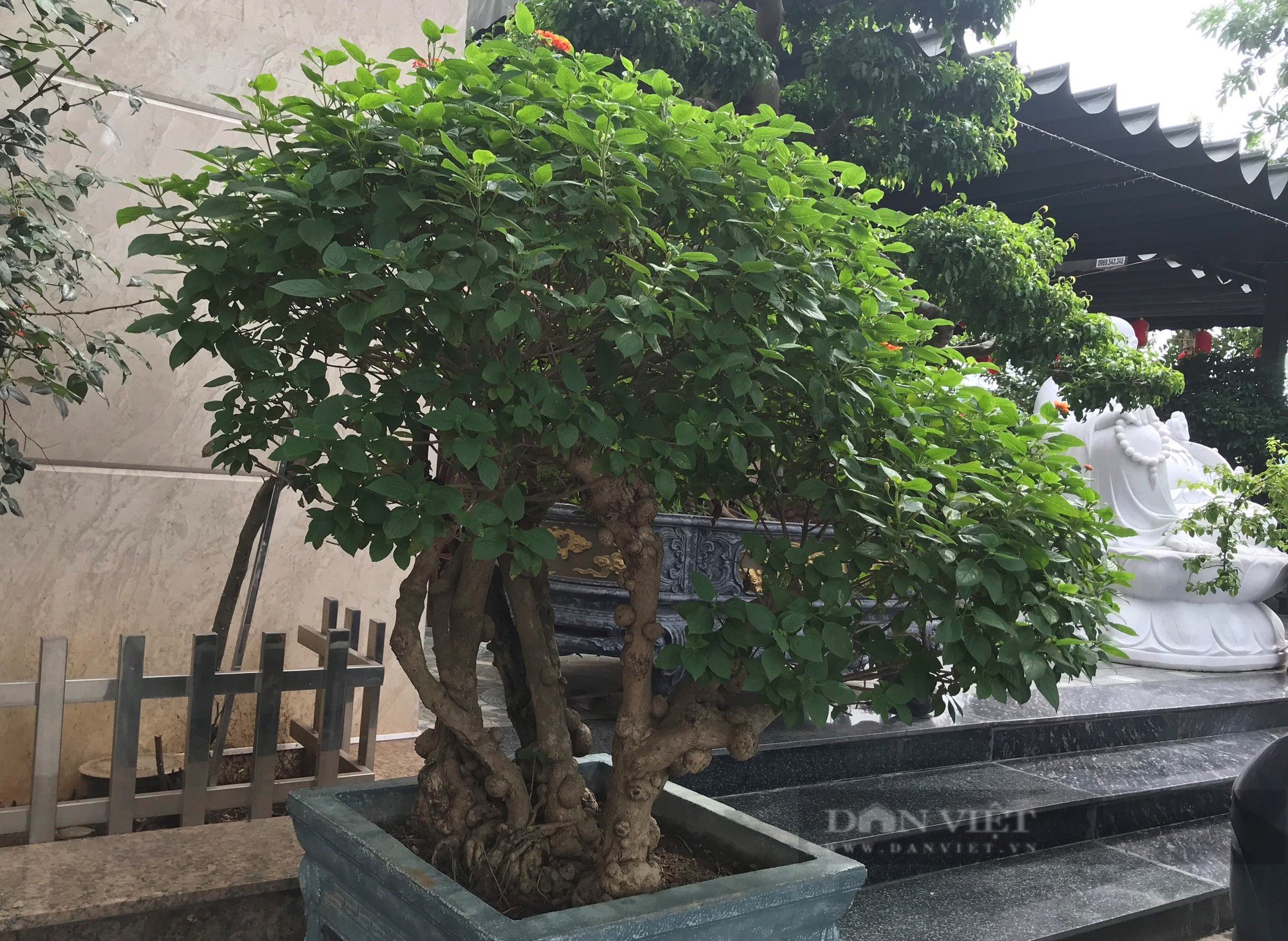 Loài hoa dại &quot;biến hình&quot; thành cây cảnh hạng sang bán cả chục triệu đồng - Ảnh 12.