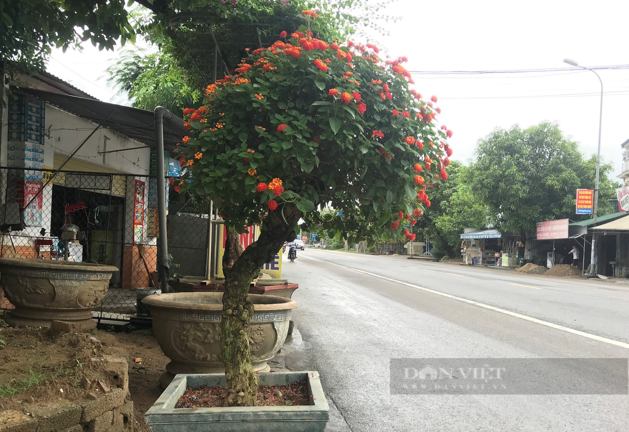 Loài hoa dại &quot;biến hình&quot; thành cây cảnh hạng sang bán cả chục triệu đồng - Ảnh 4.