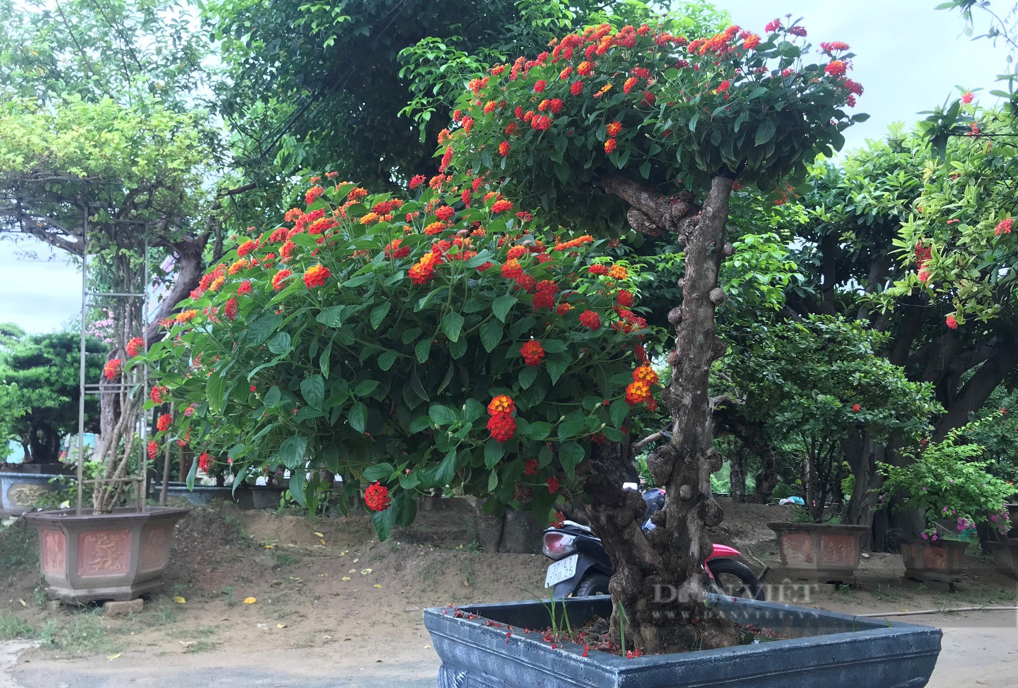 Loài hoa dại &quot;biến hình&quot; thành cây cảnh hạng sang bán cả chục triệu đồng - Ảnh 5.