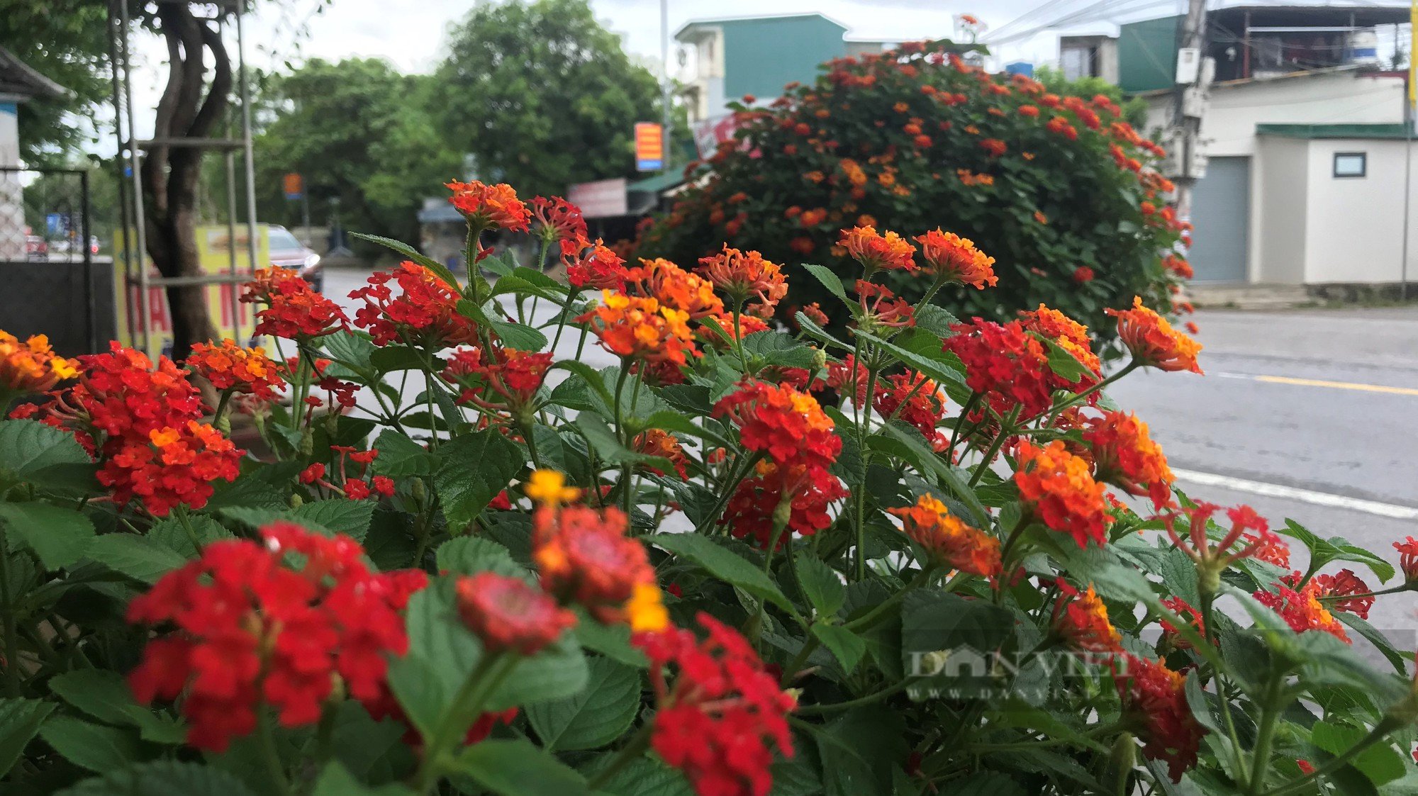 Loài hoa dại &quot;biến hình&quot; thành cây cảnh hạng sang bán cả chục triệu đồng - Ảnh 3.