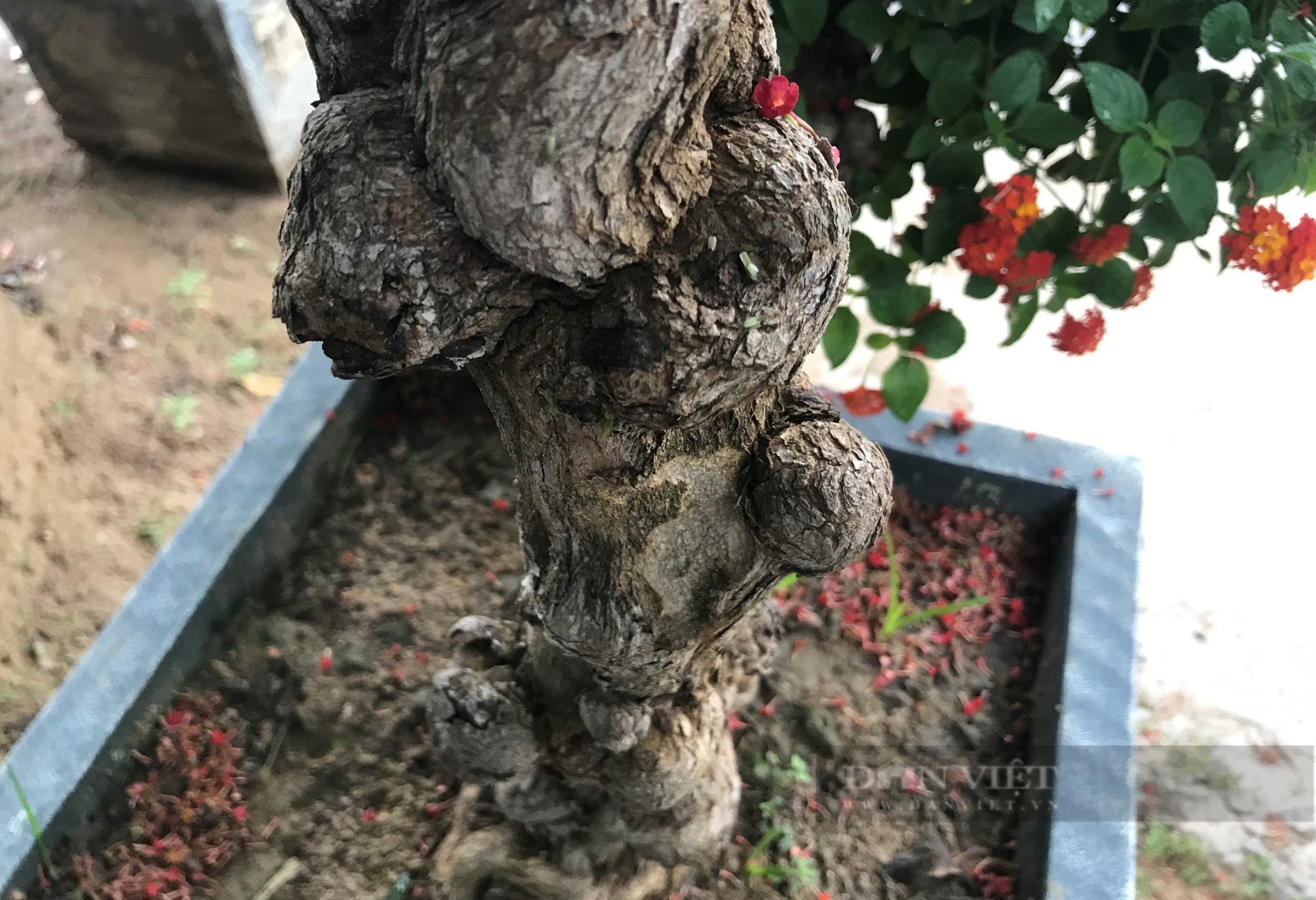 Loài hoa dại &quot;biến hình&quot; thành cây cảnh hạng sang bán cả chục triệu đồng - Ảnh 9.