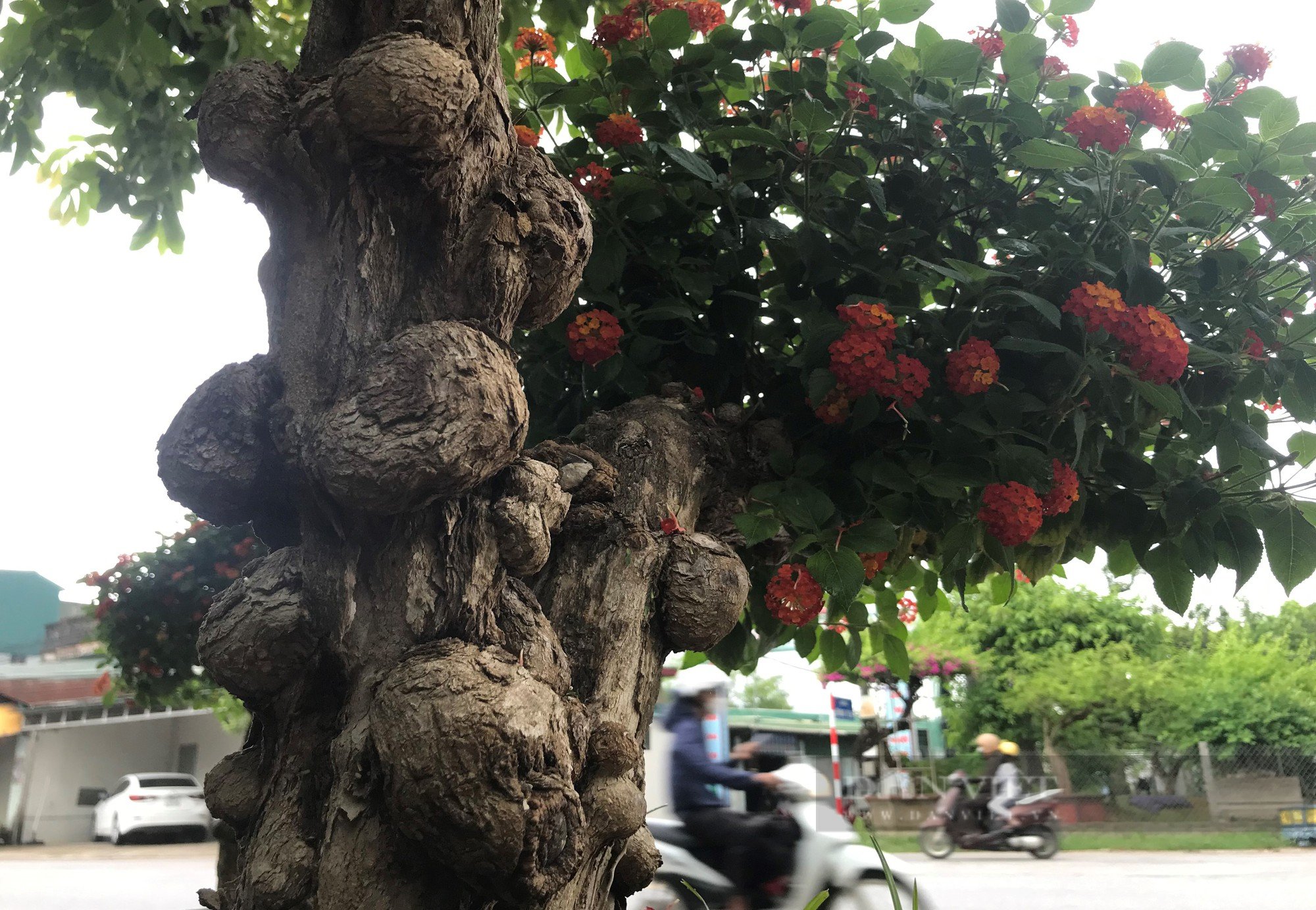 Loài hoa dại &quot;biến hình&quot; thành cây cảnh hạng sang bán cả chục triệu đồng - Ảnh 8.