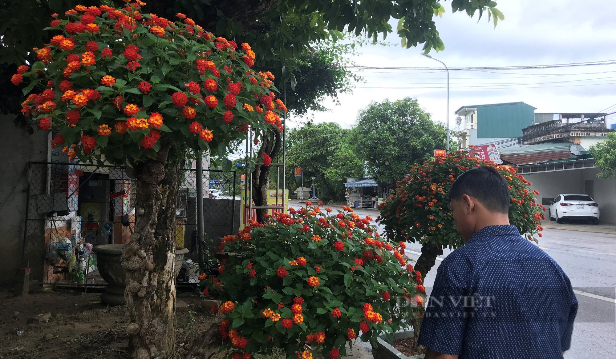 Loài hoa dại &quot;biến hình&quot; thành cây cảnh hạng sang bán cả chục triệu đồng - Ảnh 7.