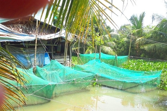 Nuôi cá lóc trong vèo, sau 90 ngày anh nông dân ở Kinh Cùng bắt được 2,4 tấn cá, lãi 43 triệu đồng - Ảnh 1.