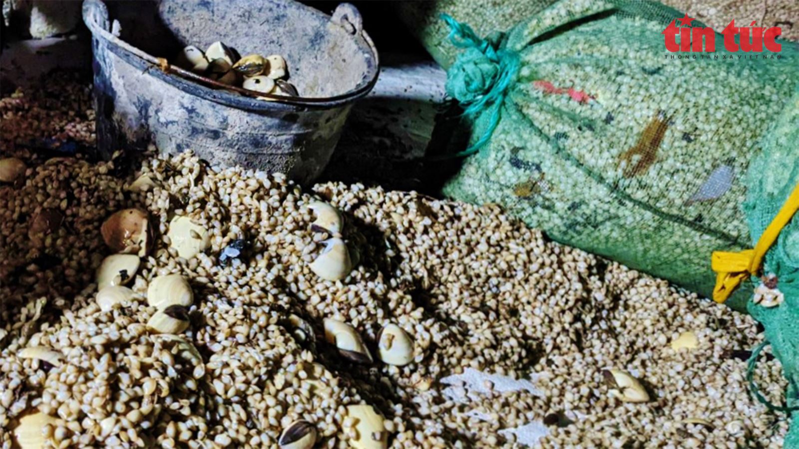 Ngư dân Đồ Sơn được mùa dắt - Ảnh 5.