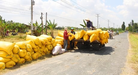 Dạo này nông dân trồng lúa đi mua phân bón, đến nơi mới hay bị hụt tiền, vì sao vậy? - Ảnh 2.