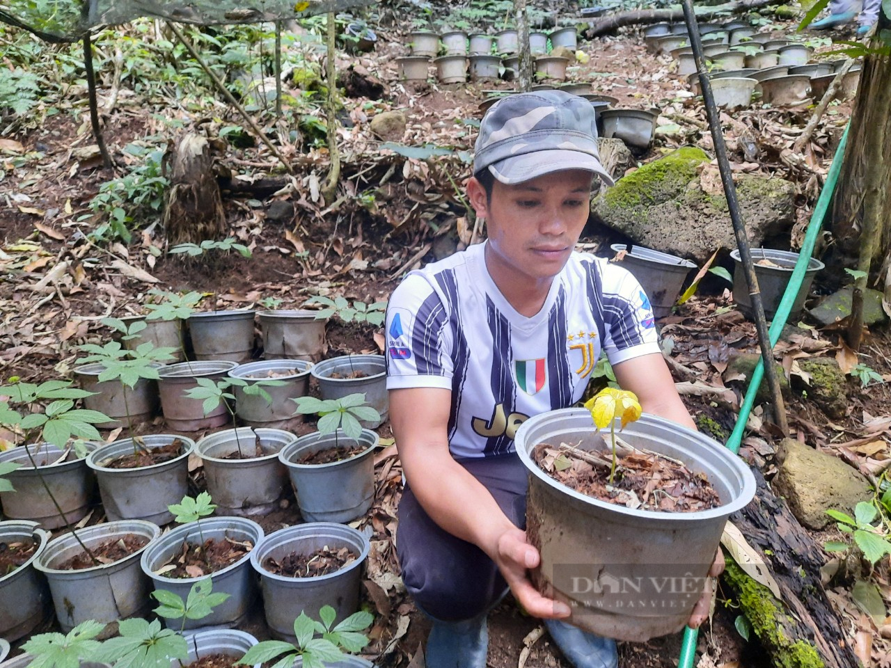 Cây sâm Ngọc Linh chết hàng loạt tại Kon Tum: Sẽ hỗ trợ thiệt hại cho người trồng sâm - Ảnh 1.