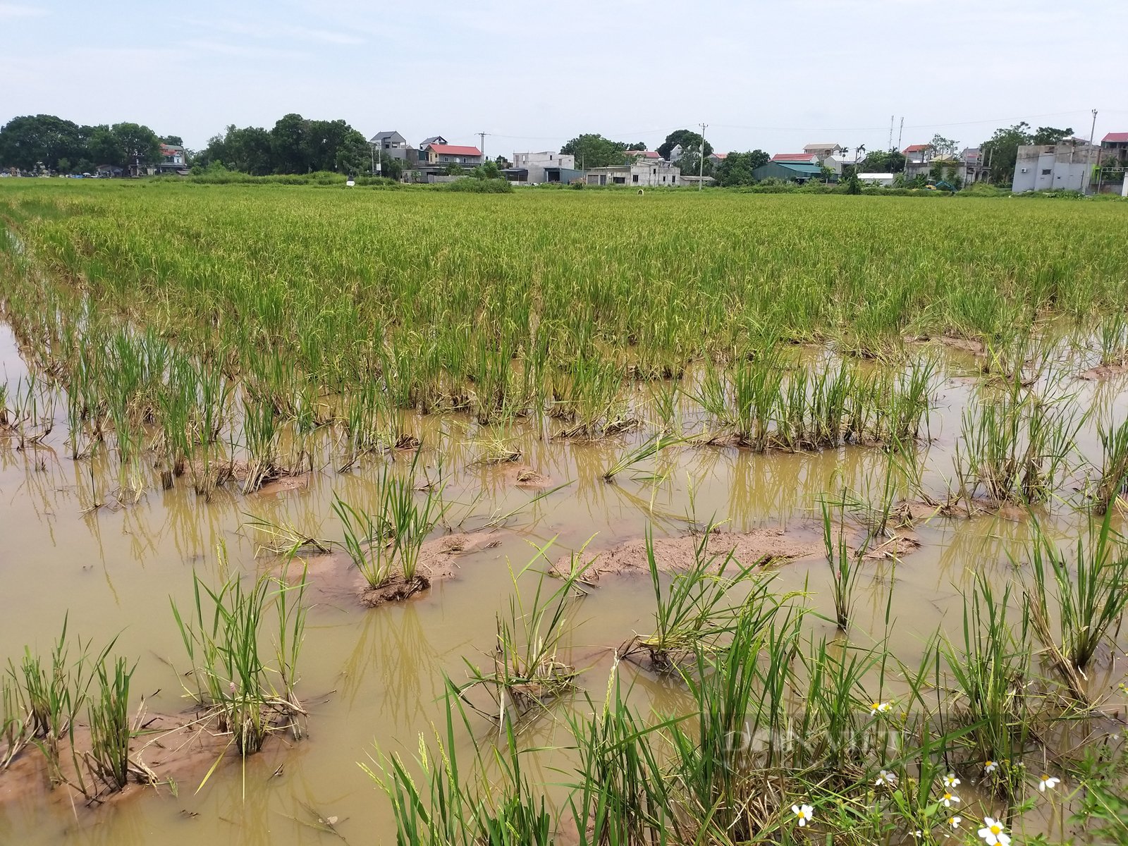 Sức sống mới trong đồng bào công giáo Chương Mỹ: Những triệu, tỷ phú lan tỏa phong trào làm giàu ở Tốt Động - Ảnh 3.