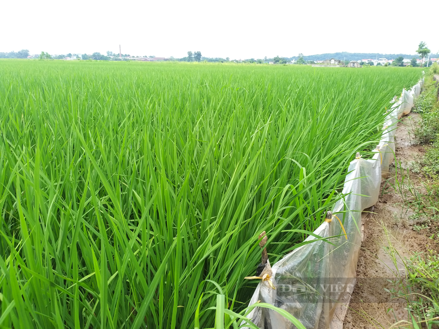 Sức sống mới trong đồng bào công giáo Chương Mỹ: &quot;Sạch từ nhà ra đồng&quot; ở họ đạo thôn Cầu (Bài 2) - Ảnh 5.