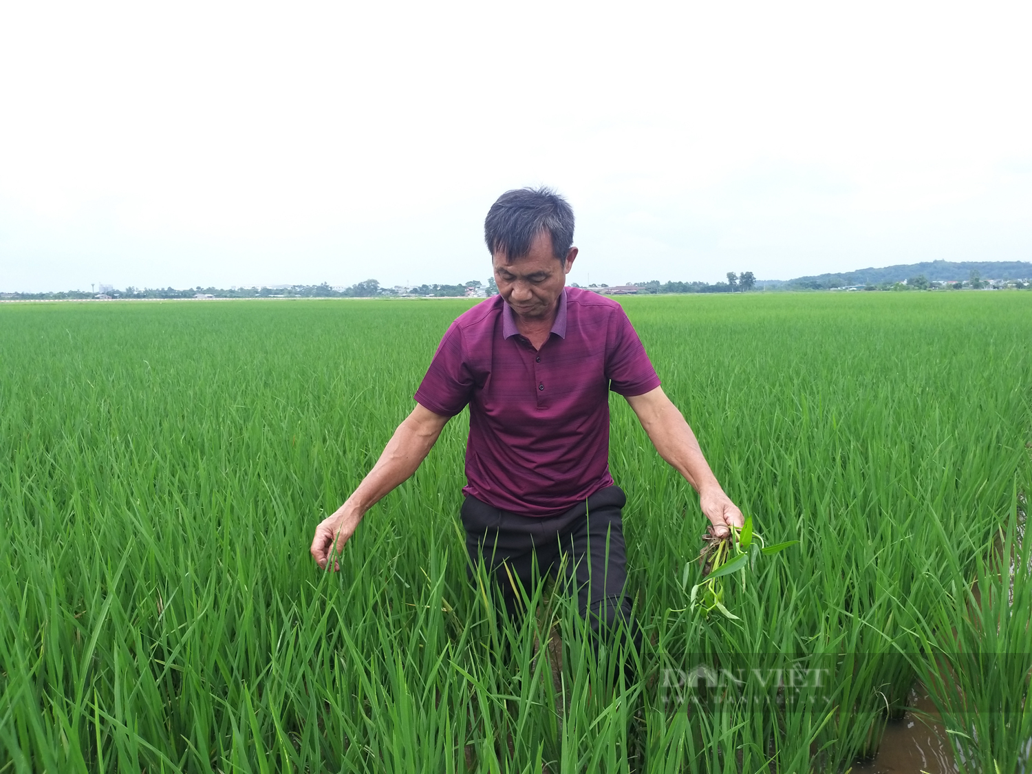 Sức sống mới trong đồng bào công giáo Chương Mỹ: &quot;Sạch từ nhà ra đồng&quot; ở họ đạo thôn Cầu (Bài 2) - Ảnh 7.