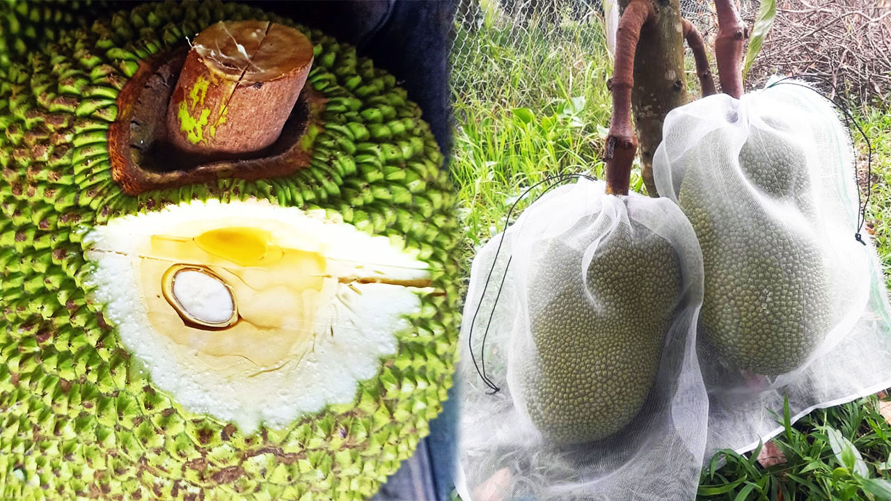 Giá mít Thái hôm nay 19/8: Mít Thái mùa thuận tới đây giá tăng hay giảm, người dân bán có lời không? - Ảnh 1.