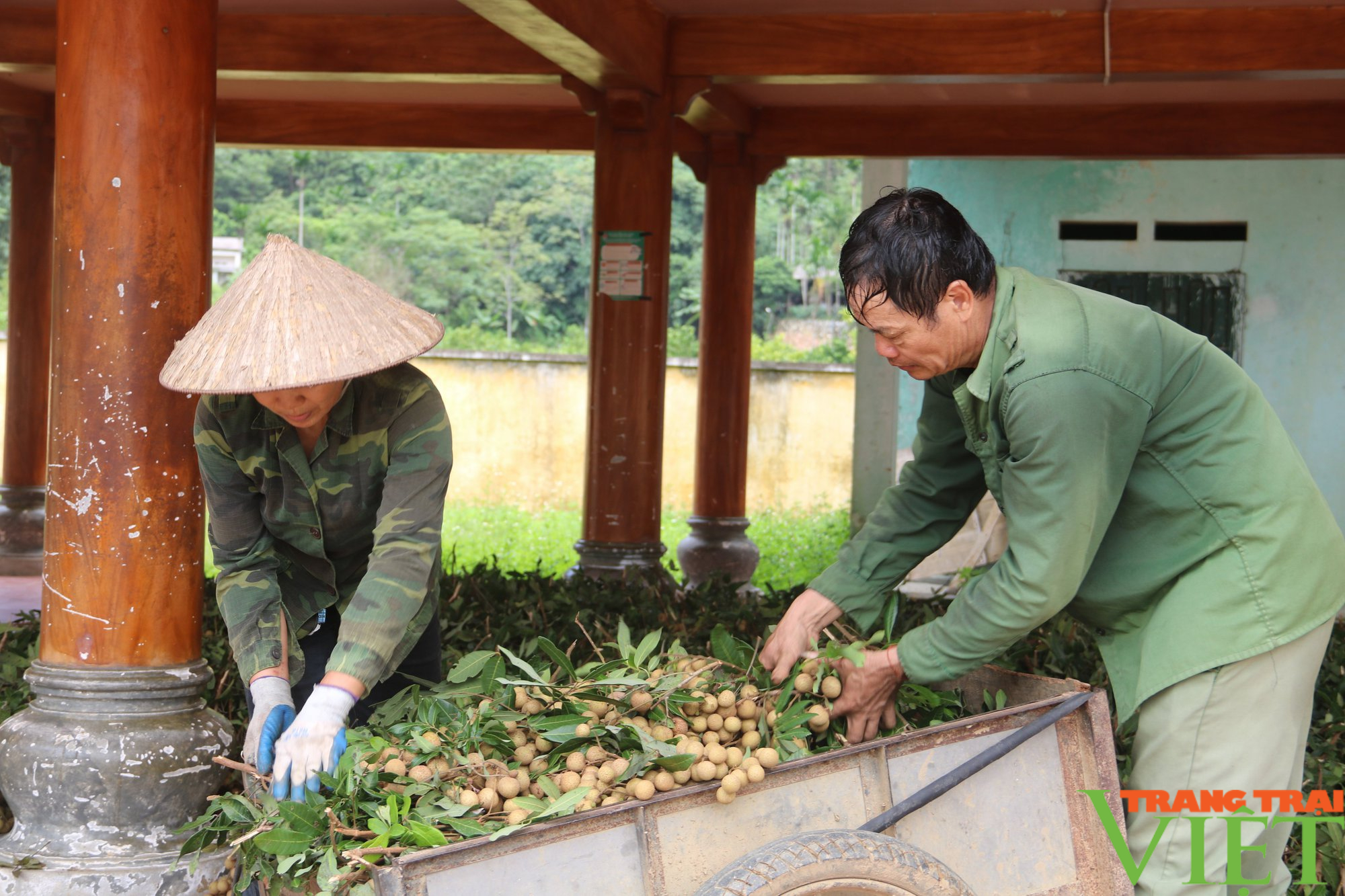 Nhãn Hương Chi Hòa Bình bay sang Châu Âu - Ảnh 5. Nhãn Hương Chi Hòa Bình bay sang Châu Âu - Ảnh 5.