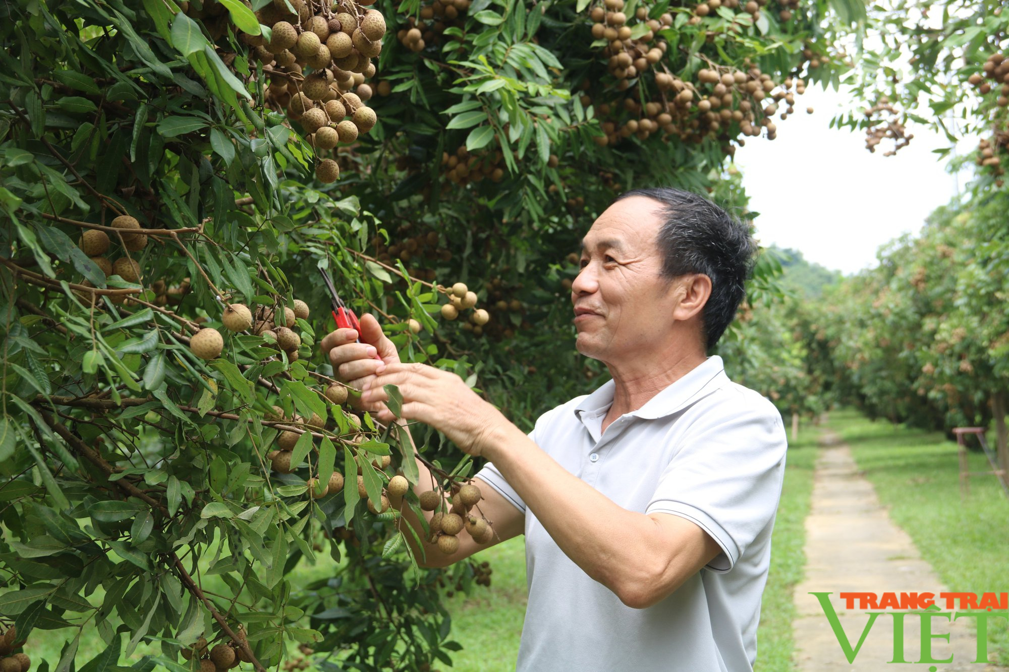 Nhãn Hương Chi Hòa Bình bay sang Châu Âu - Ảnh 2. Nhãn Hương Chi Hòa Bình bay sang Châu Âu - Ảnh 2.