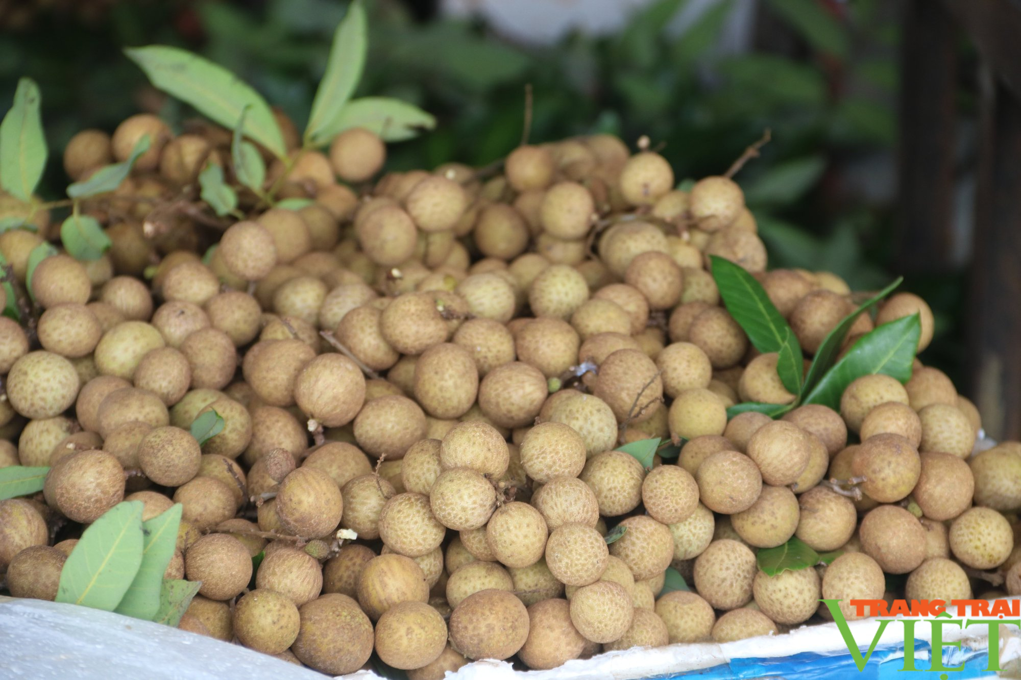 Nhãn Hương Chi Hòa Bình bay sang Châu Âu - Ảnh 6. Nhãn Hương Chi Hòa Bình bay sang Châu Âu - Ảnh 6.