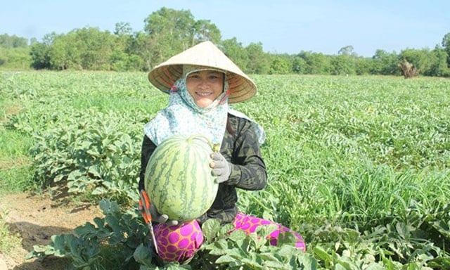 Quảng Ngãi: Cho phép làm thủ tục để đăng ký bảo hộ nhãn hiệu tập thể “Dưa hấu Sa Huỳnh”  - Ảnh 1.