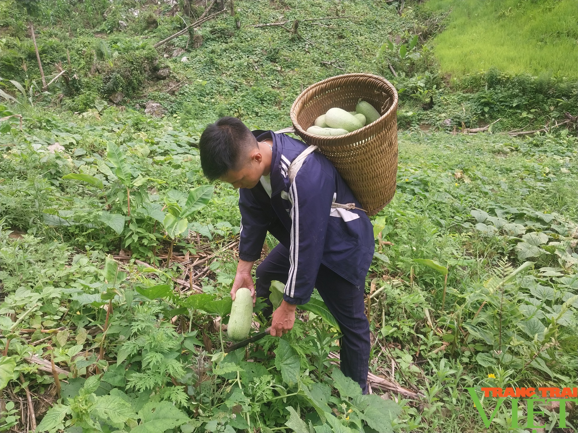 Lu đi vùng cao Sơn La được mùa, được giá nông dân phấn khởi - Ảnh 3.