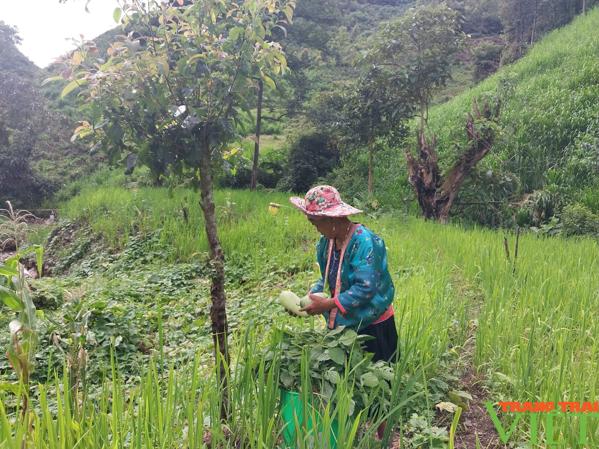 Lu đi vùng cao Sơn La được mùa, được giá nông dân phấn khởi - Ảnh 14.