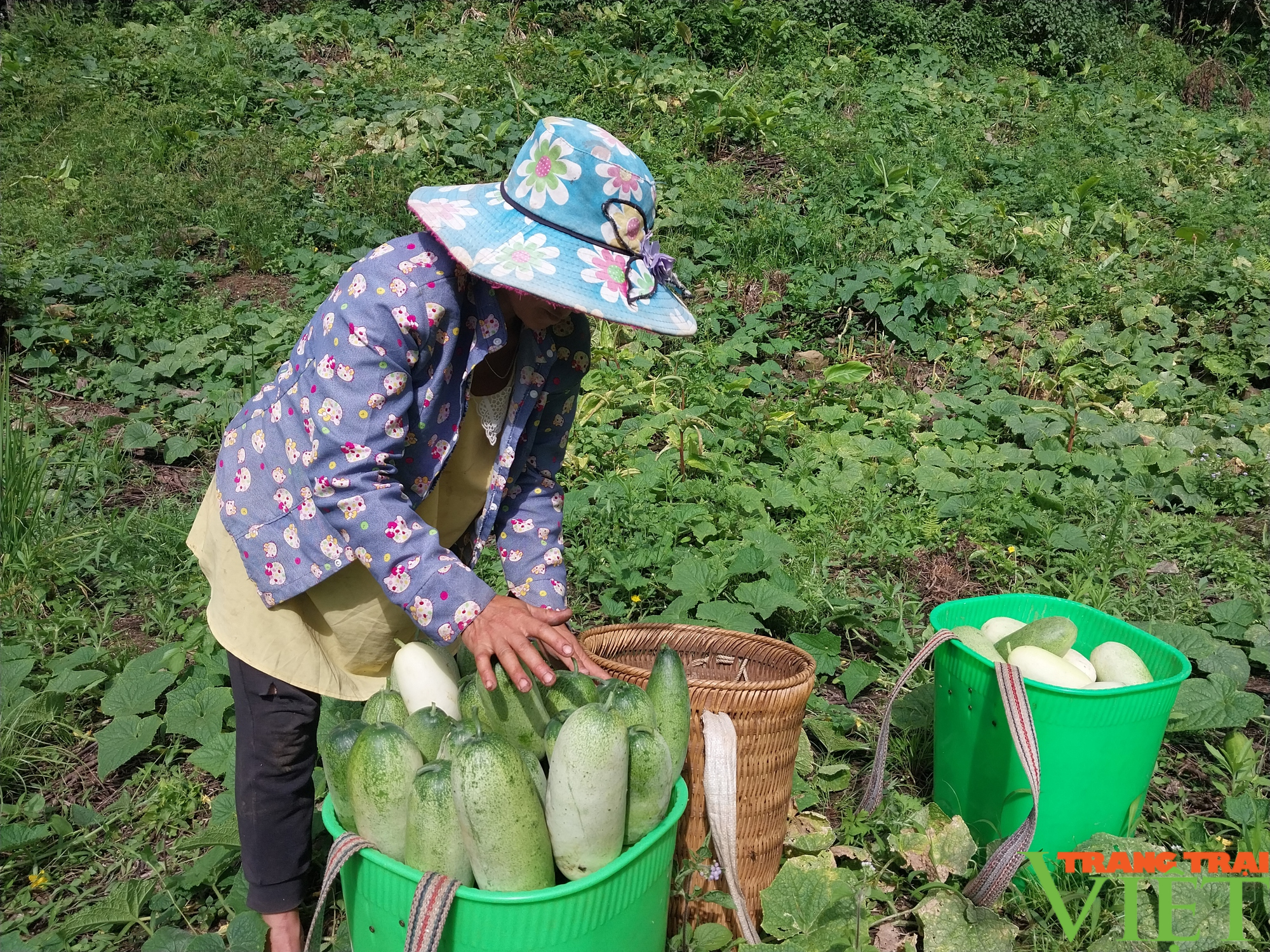 Lu đi vùng cao Sơn La được mùa, được giá nông dân phấn khởi - Ảnh 16.