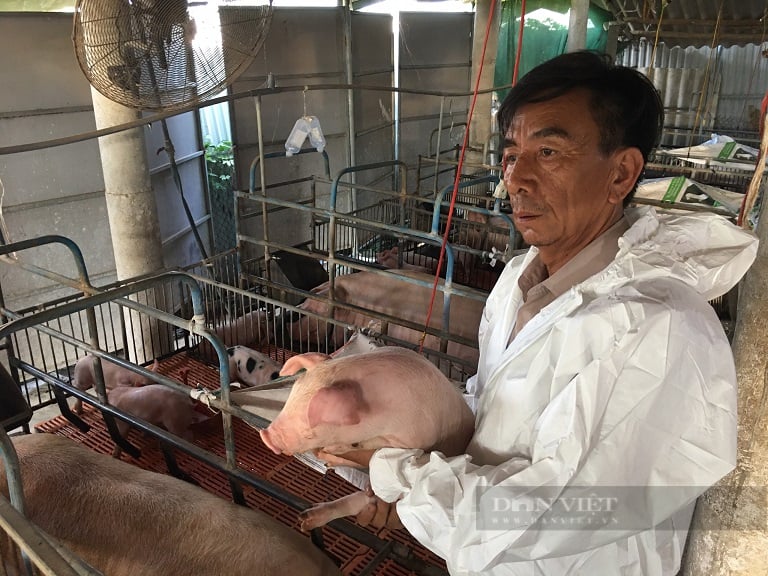 Lão nông xứ Quảng nuôi con ăn no rồi ngáy khò khò, mỗi năm thu 20 tỷ đồng - Ảnh 4.
