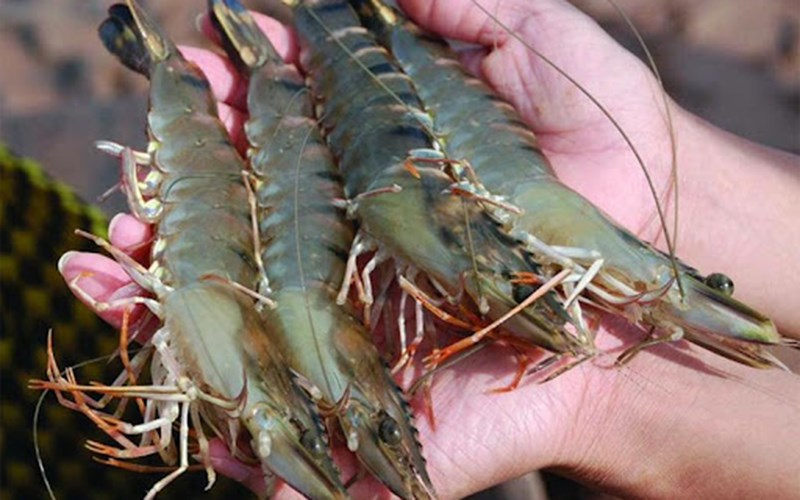 Kể chuyện làng: Nhớ những ngày cùng tía má đi &quot;xổ vuông đổ đụt&quot; ở đất mũi Cà Mau - Ảnh 2.