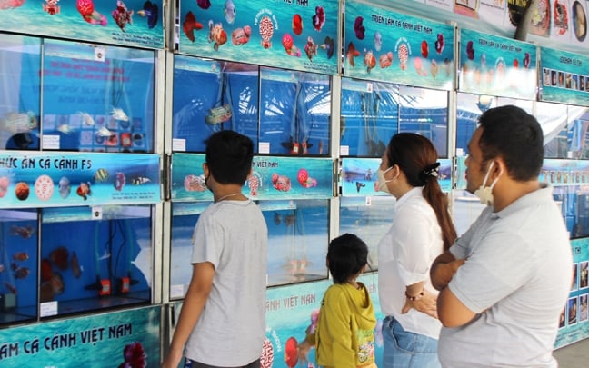 Đưa cá cảnh vào siêu thị, chung cư để đáp ứng nhu cầu của người dân