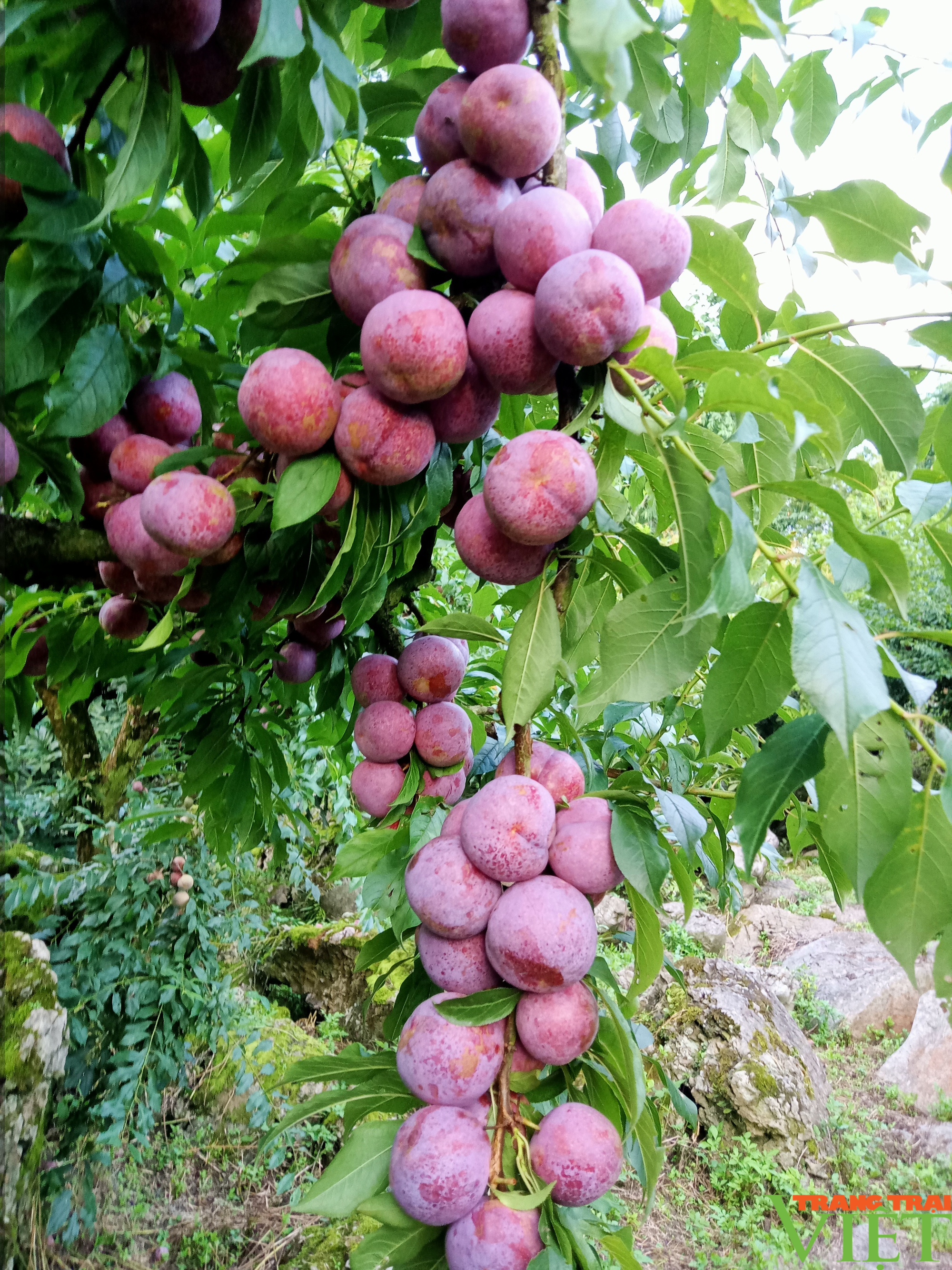 Chi Hội trưởng Chi Hội Nông dân ở Sơn La lãi hơn 1 tỷ/năm nhờ trồng cây ăn quả - Ảnh 7.