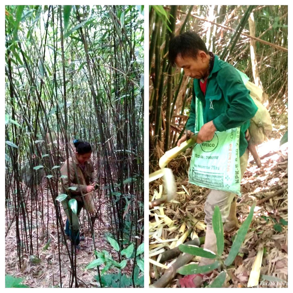 Săn loại &quot;lộc rừng&quot; cứ mưa là nhú lên ầm ầm, nông dân ở đỉnh Pù Loi kiếm tiền triệu mỗi ngày - Ảnh 2.