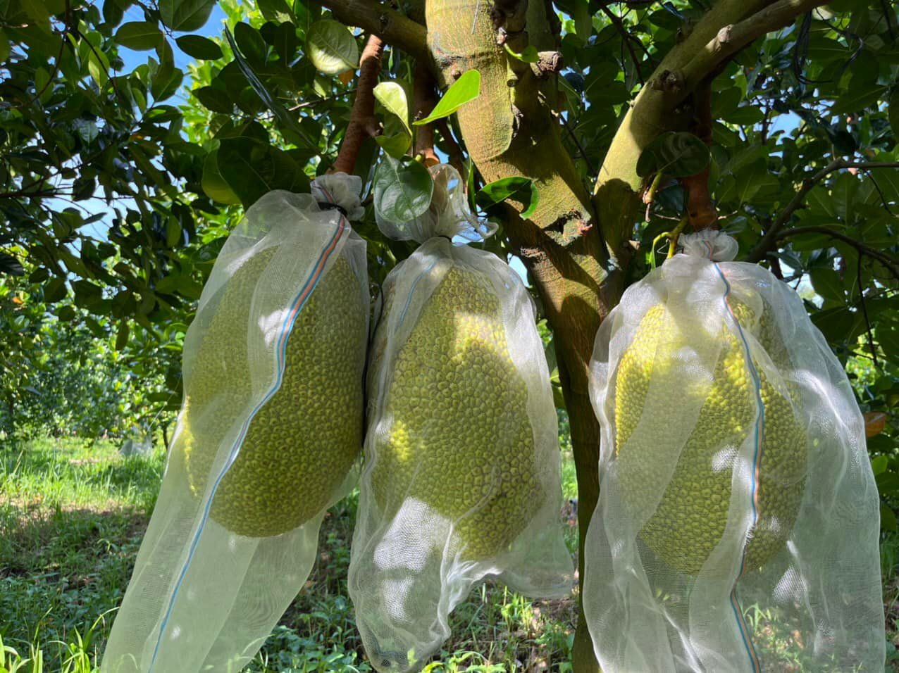 Giá mít Thái hôm nay 21/8: Bất ngờ giảm 2.000 đồng/kg, mít lão trái có to tròn không? - Ảnh 1.