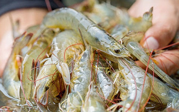 Người Mỹ ít ăn tôm vì lạm phát - Ảnh 1.