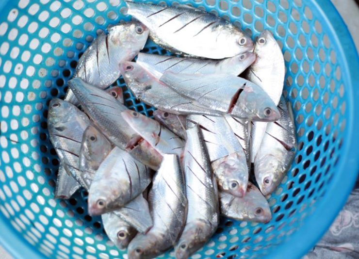 Loại cá “nhà nghèo” trước không ai ăn,  dân vớt mỏi tay, nay thành đặc sản hiếm - Ảnh 2.