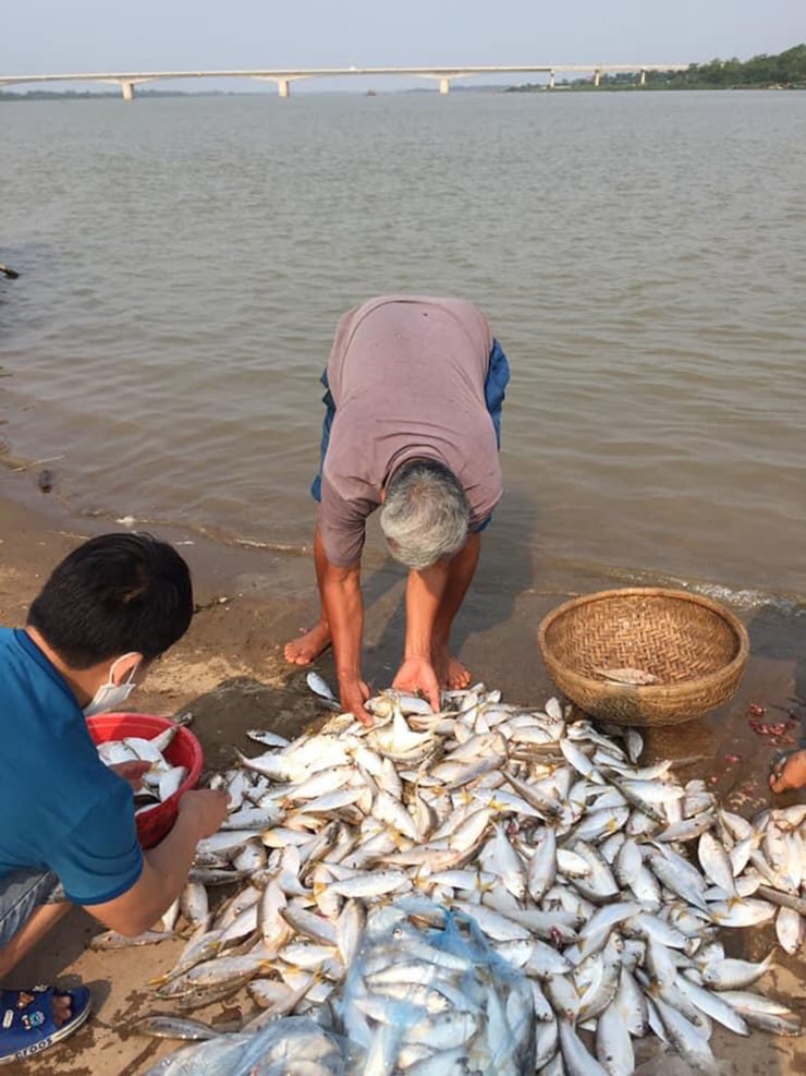 Loại cá “nhà nghèo” trước không ai ăn,  dân vớt mỏi tay, nay thành đặc sản hiếm - Ảnh 5.
