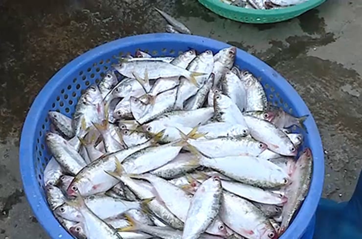 Loại cá “nhà nghèo” trước không ai ăn,  dân vớt mỏi tay, nay thành đặc sản hiếm - Ảnh 6.
