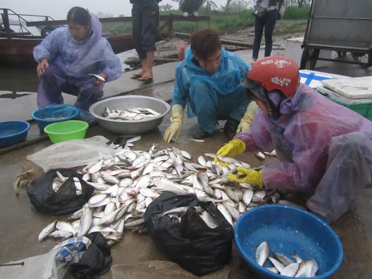 Loại cá “nhà nghèo” trước không ai ăn,  dân vớt mỏi tay, nay thành đặc sản hiếm - Ảnh 7.