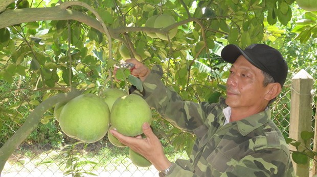 Bưởi thanh trà trứ danh được mùa - Ảnh 1.