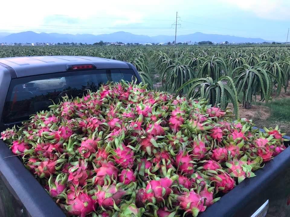 Đồng Nai: Định hướng, vận động nông dân tham gia hợp tác xã - Ảnh 1.