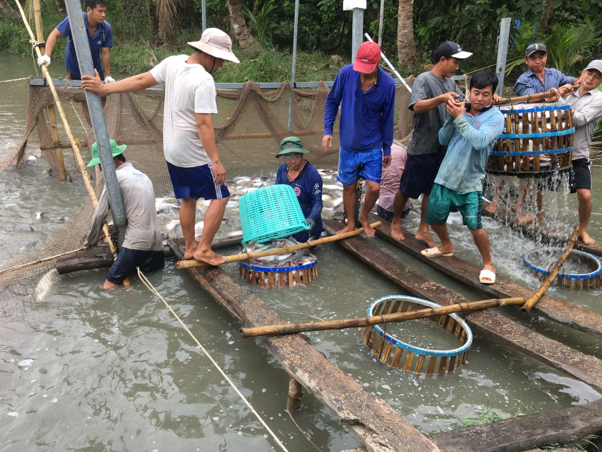 Giá cá tra nguyên liệu tăng cao - Ảnh 2.