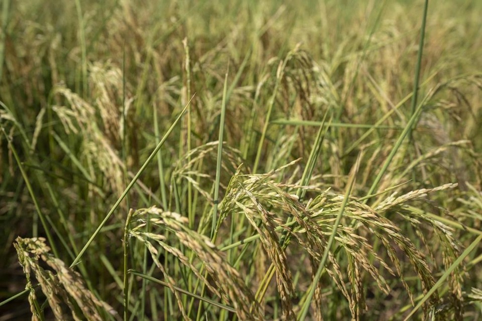 Hình ảnh lòng sông cạn khô, cánh đồng lúa vàng đi vì nắng nóng ở Trùng Khánh - Ảnh 5.